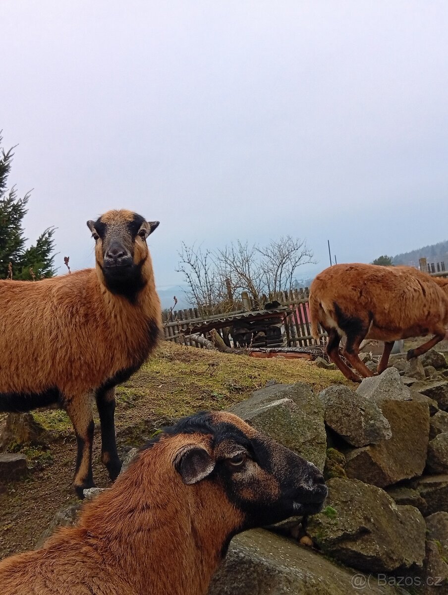 Kamerunská ovce - 6