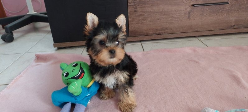 Jorkšírský teriér - 6