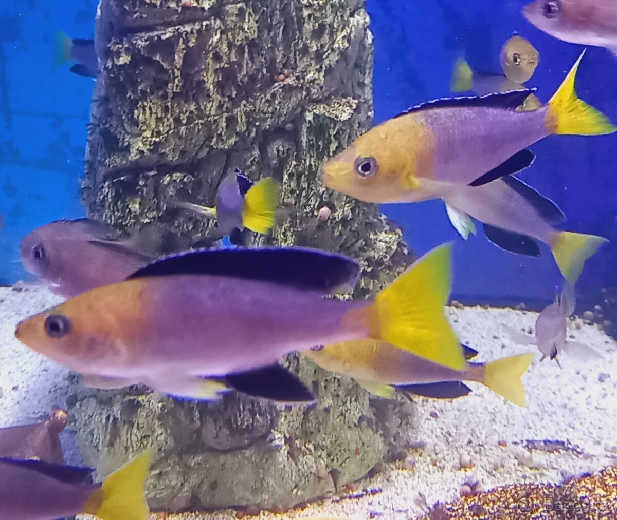 Odchovy Tanganyika - 6