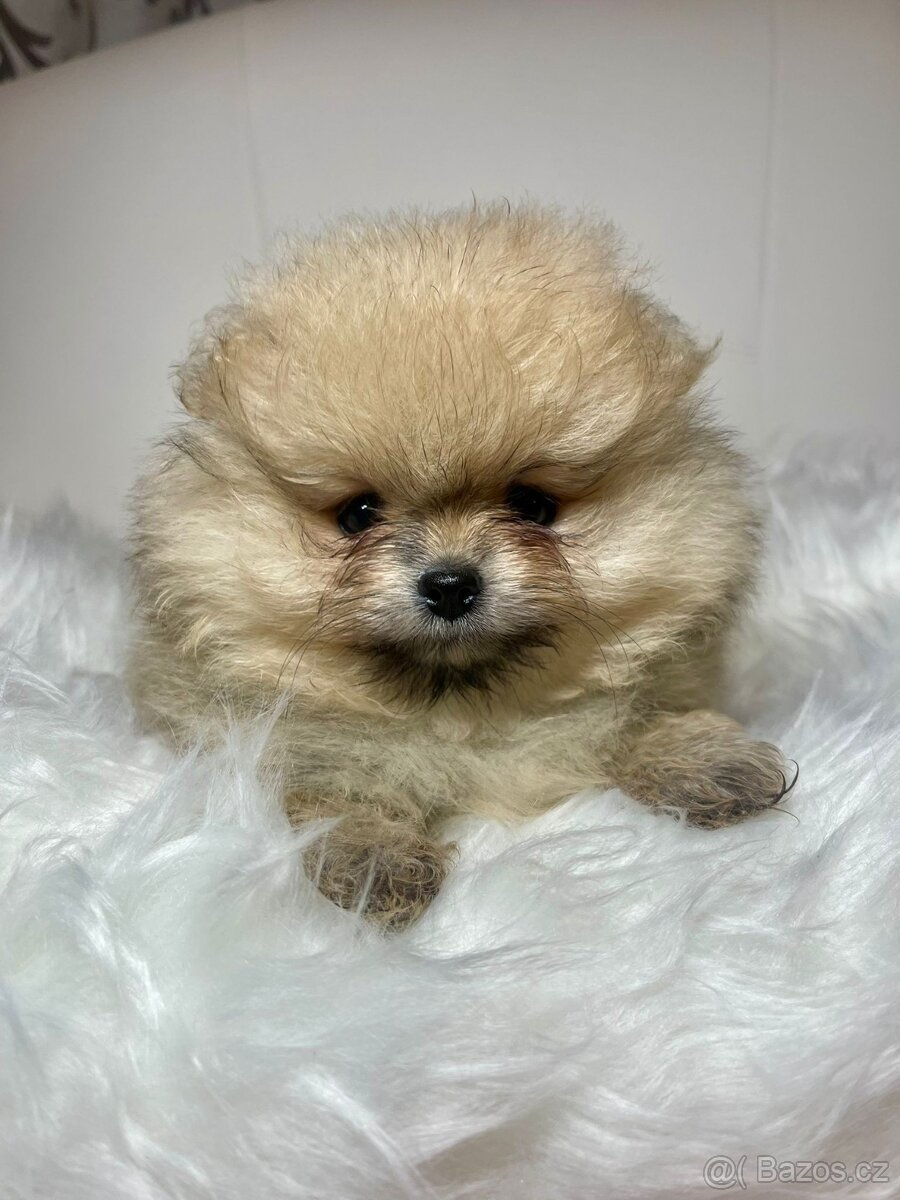 Pomeranian s PP FCI - nádherná štěňátka - 6