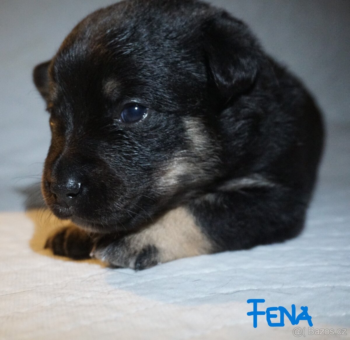 Malé plemeno štěňata MEDI s PP - 6