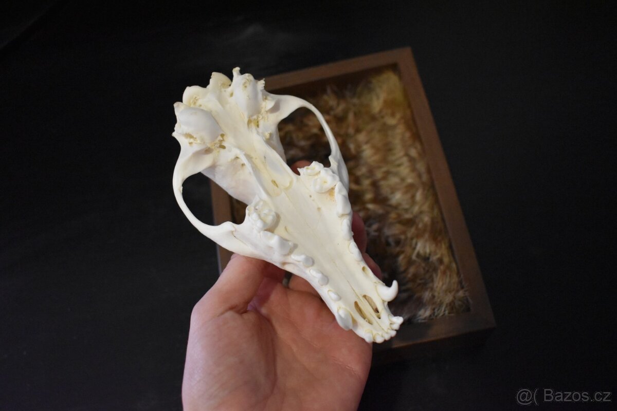 Dekorativní rámeček s lebkou - 6