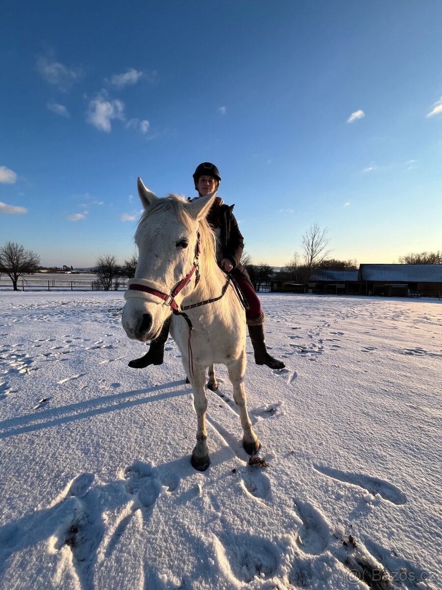 Valach appaloosa x pony - 6