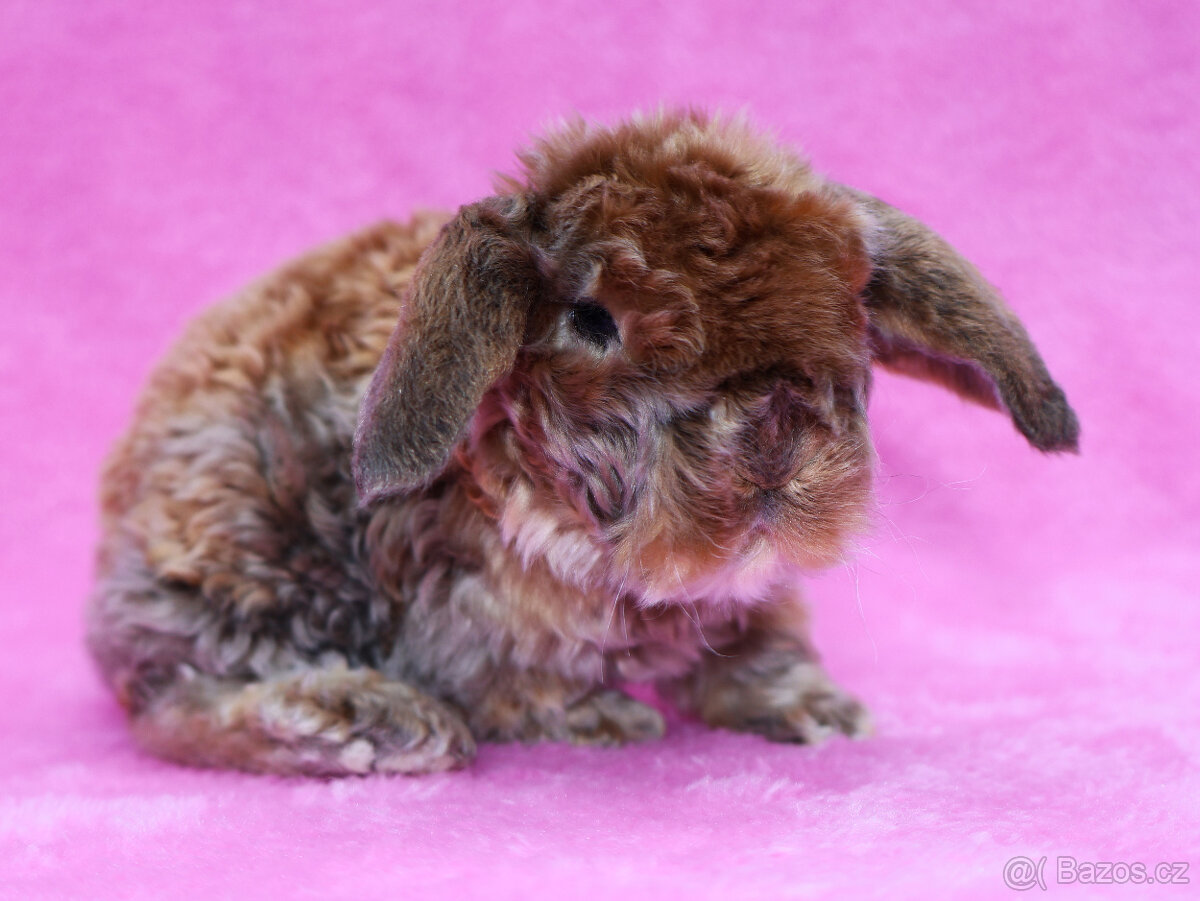 Zakrslý satén rex beránek , samička s VP . - 6