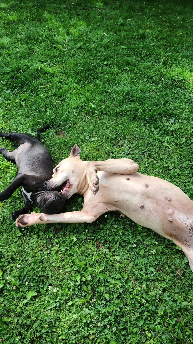 Nabízím Pitbulla s PP APBT na krytí. - 6