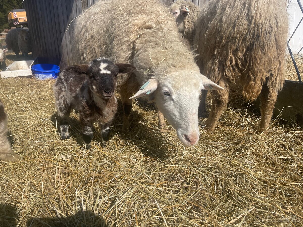 Prodej stáda ovcí – Šumavská ovce s PP - 6