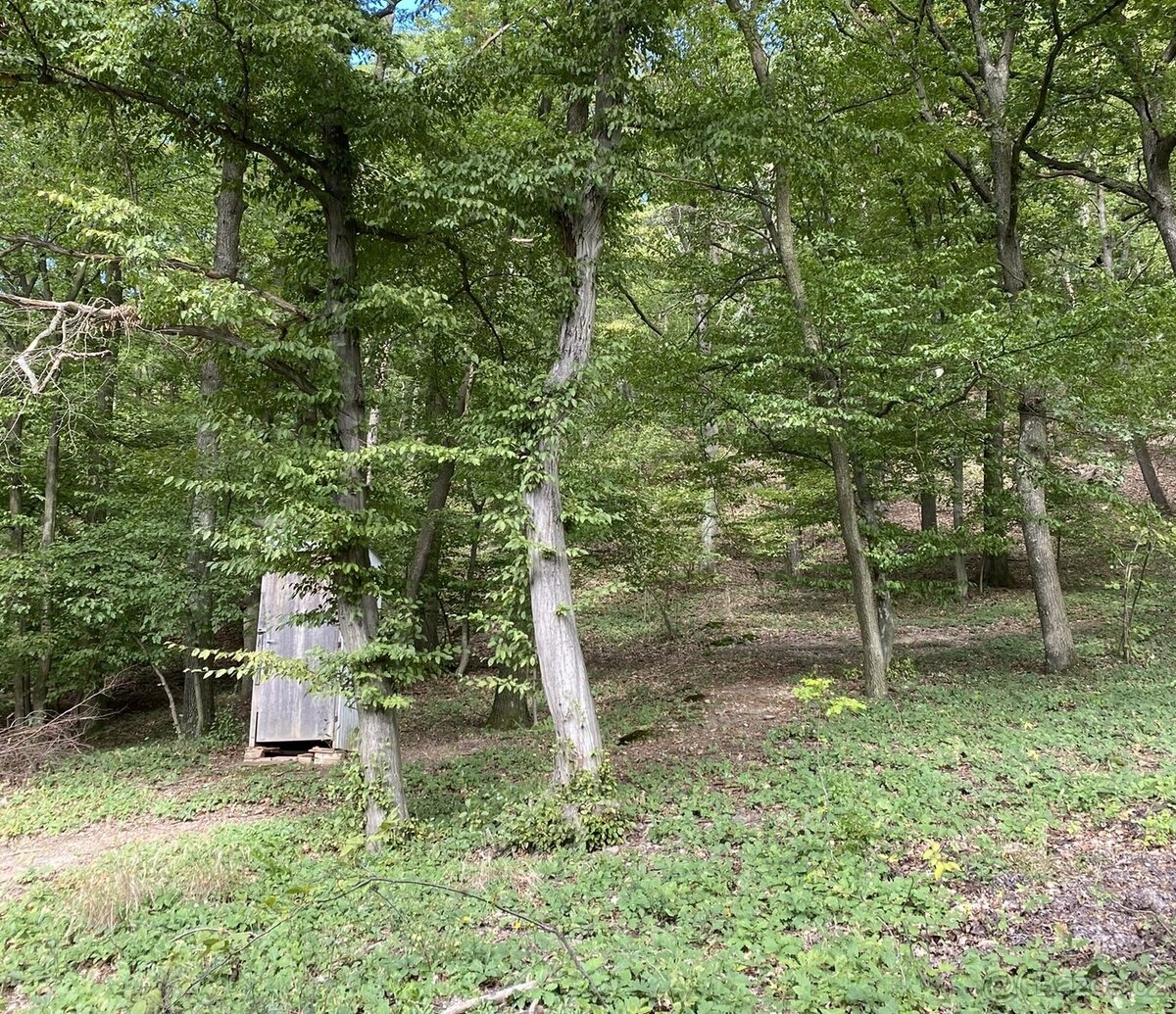 Prodej chaty v Moravanech u Kyjova - 6