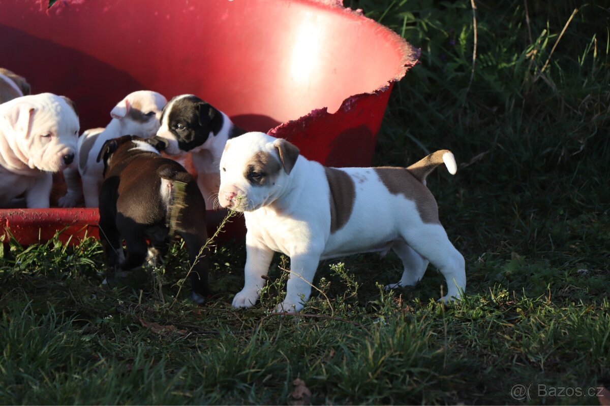 Americký stafordšírský teriér s PP pejsek 1 - 6