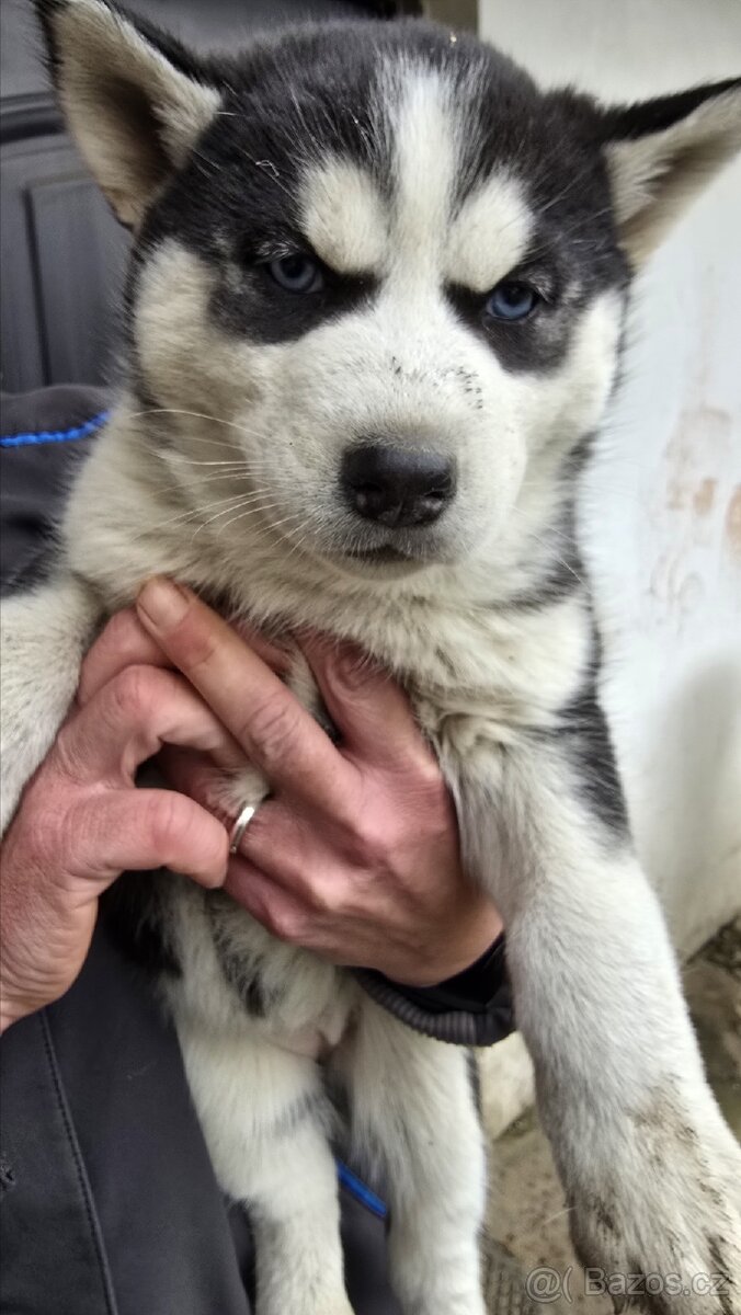 Štěňata Sibiřský husky - 6