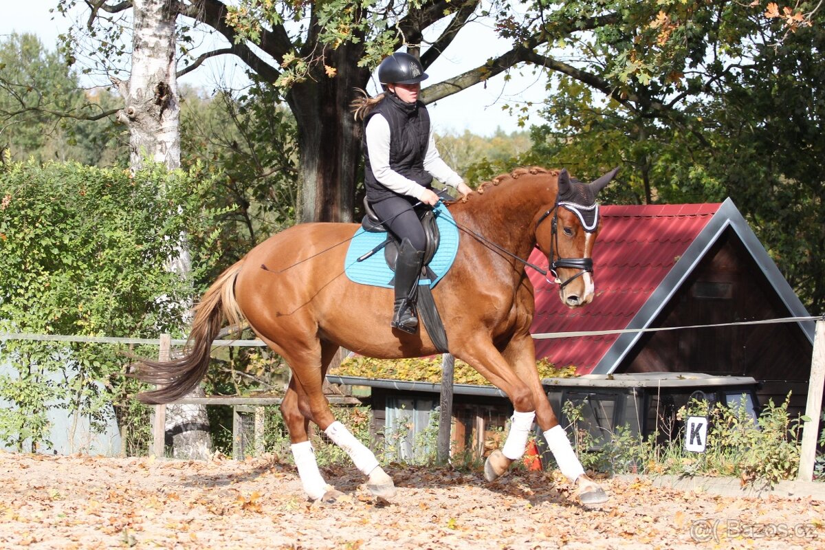 Tříletý perspektivní valach - 6