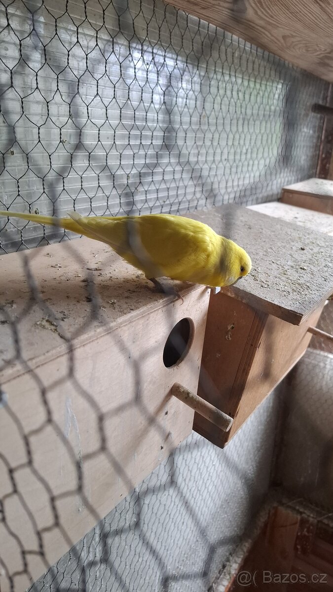 ANDULKY K ODBĚRU - 6