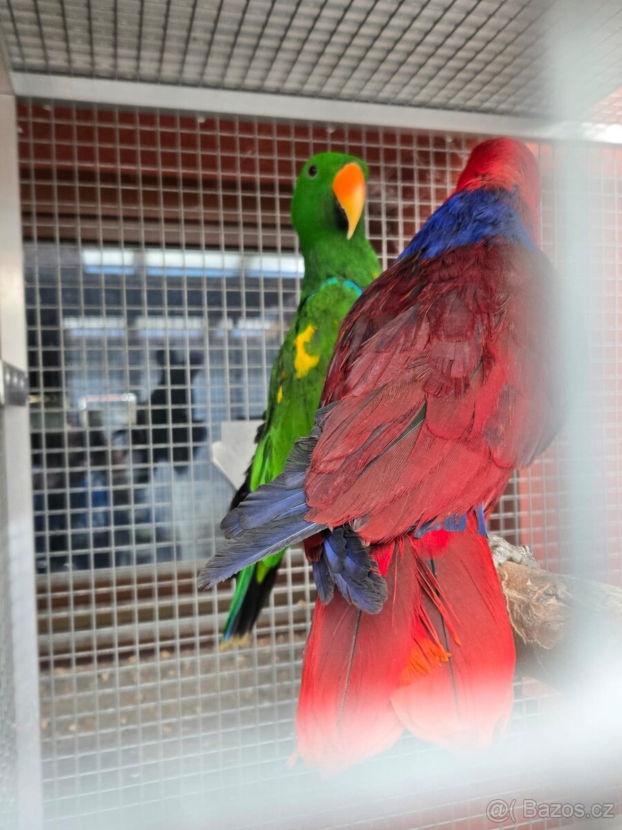 Kúpim eklektus roratus polychloros - 6