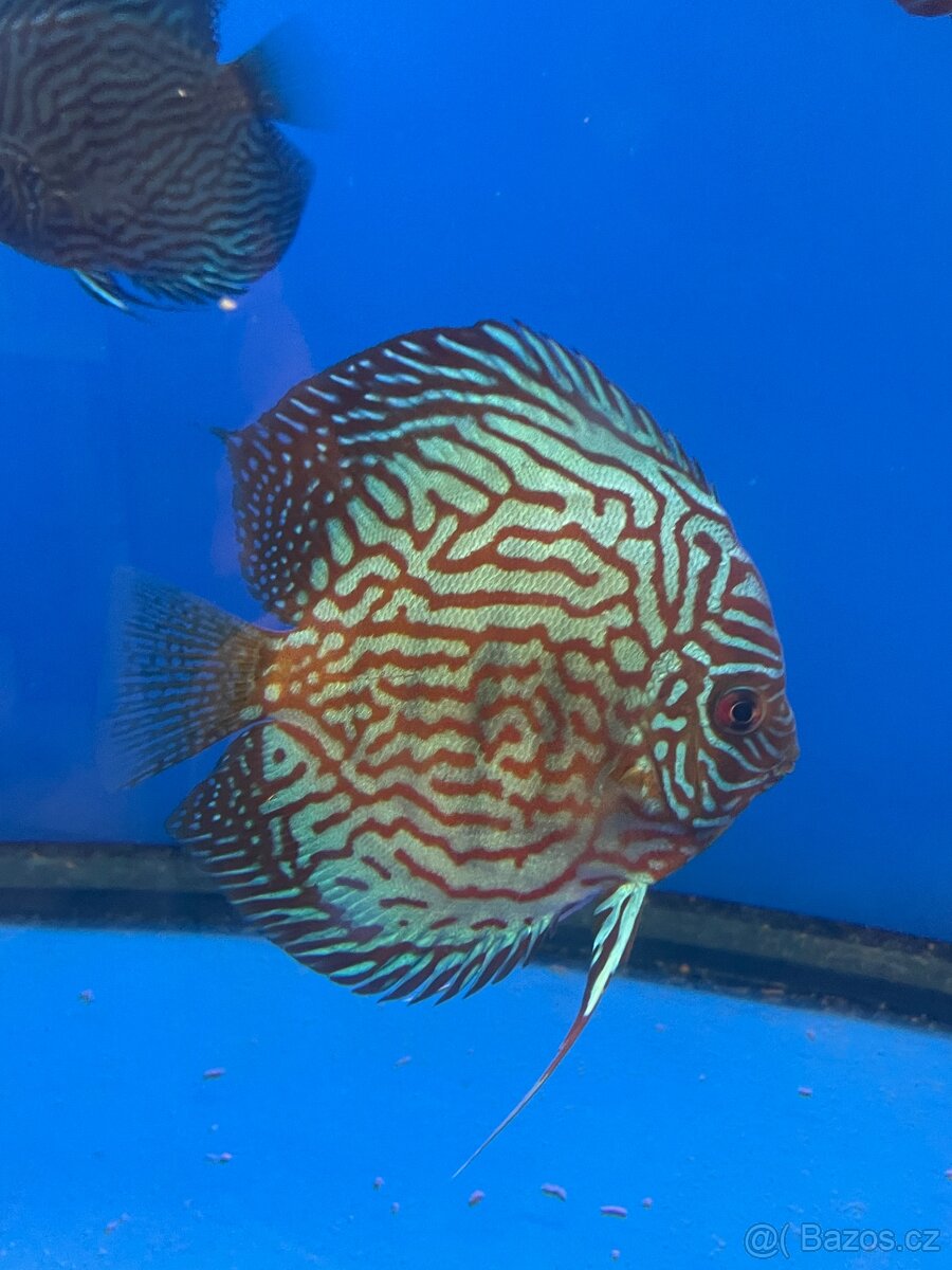 Terčovec- diskus - 6