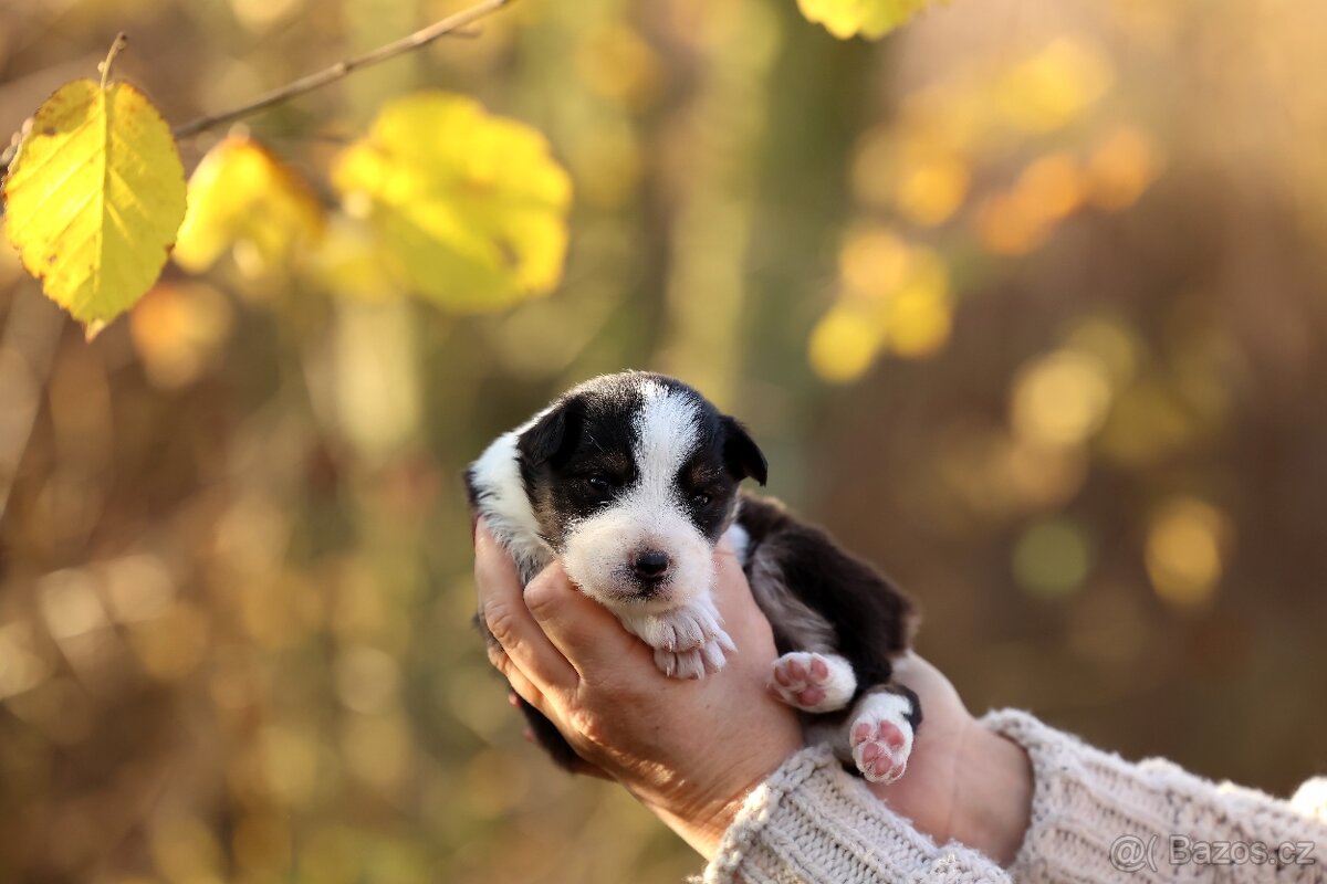 Australský ovčák - Nandor Cofi Capito - 6