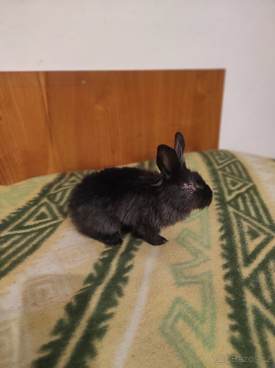 Králík zakrslý - 6