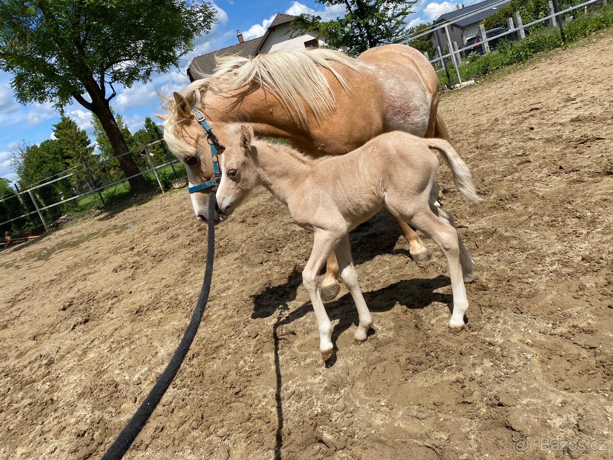 Pony kobylka - 6