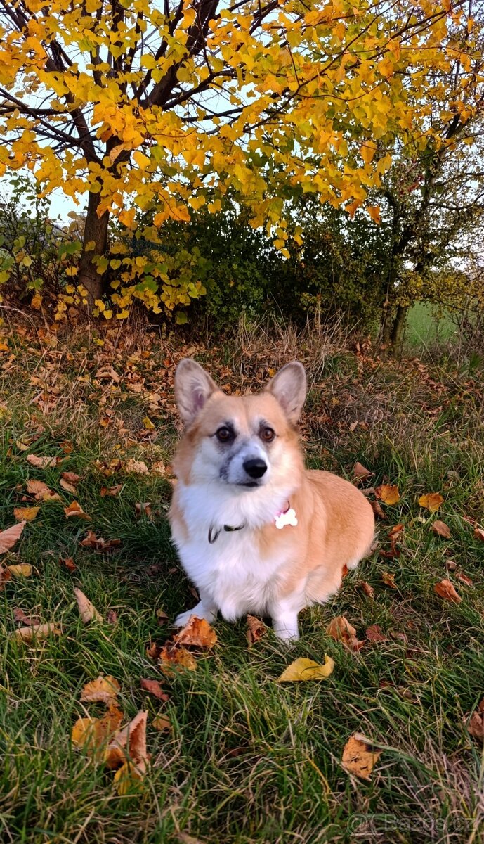 Welsh Corgi Pembroke - 6