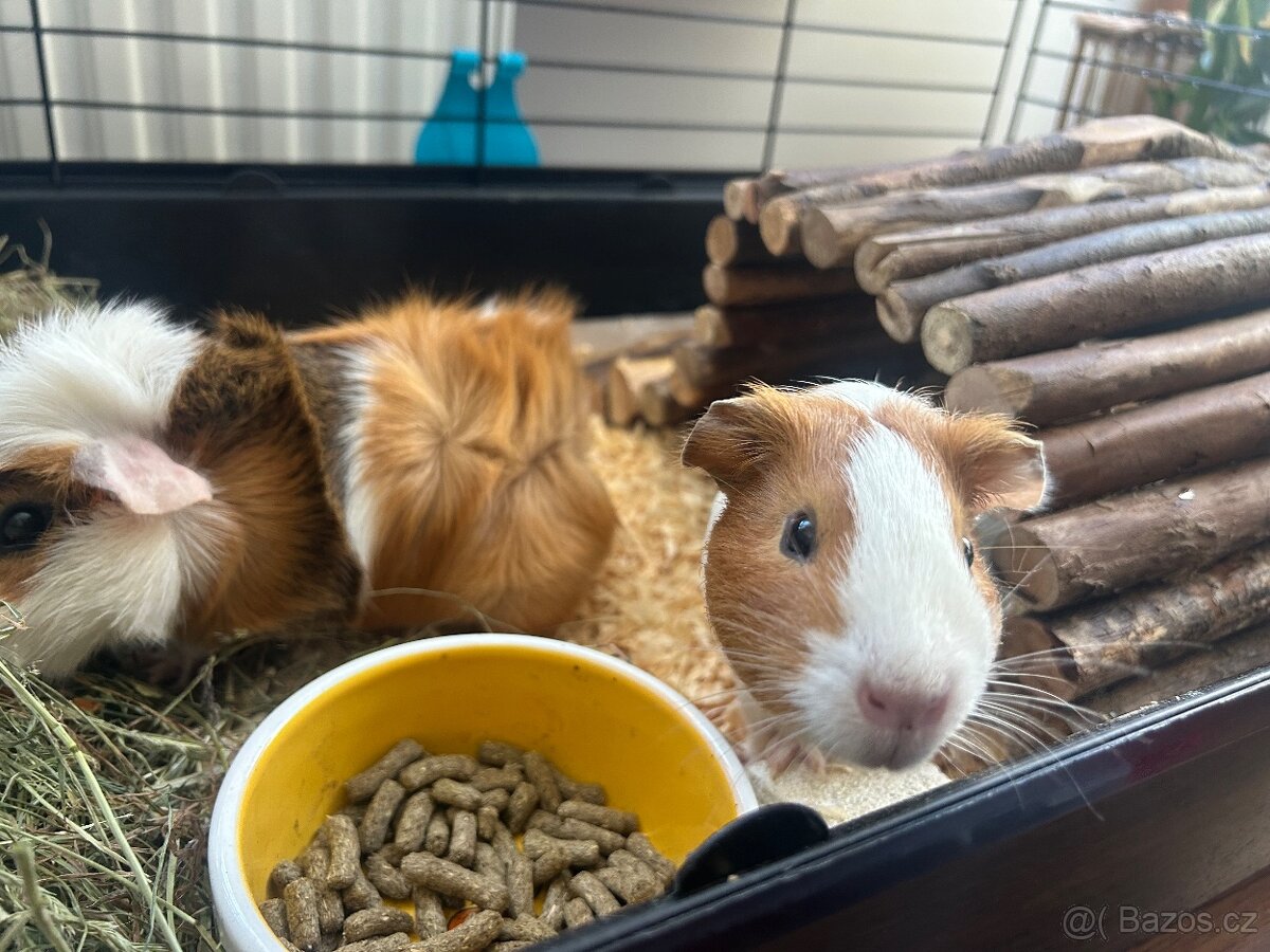 Morčátka za odvoz - 6