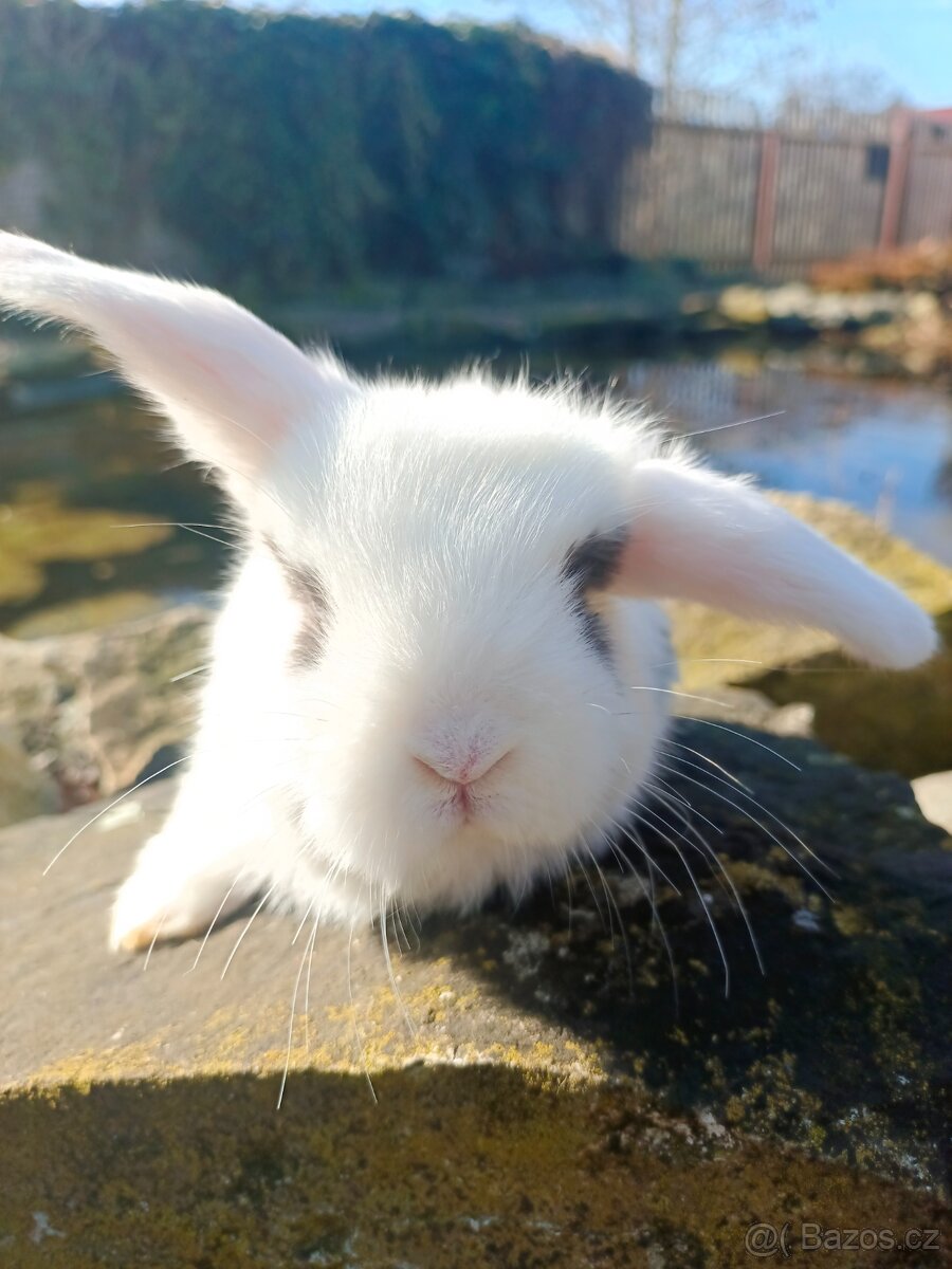 Zakrslý beránek - 6