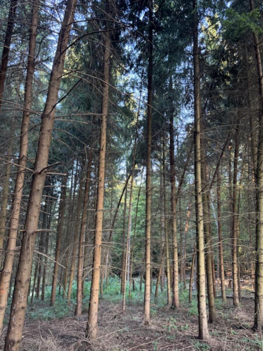 Prodám lesní pozemky v k.ú. Lužná u Vsetína - 6