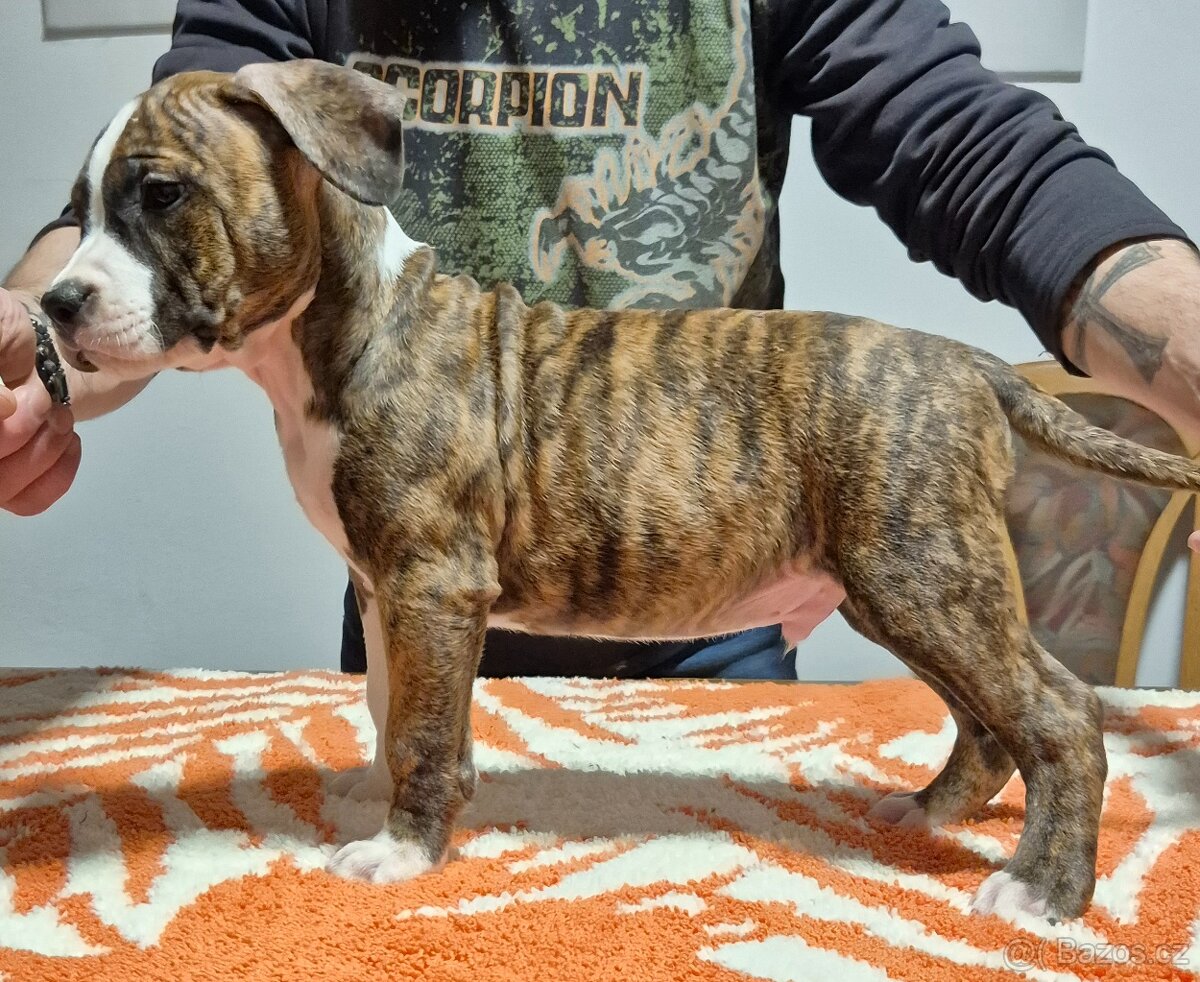 Americký stafordšírský teriér - 6