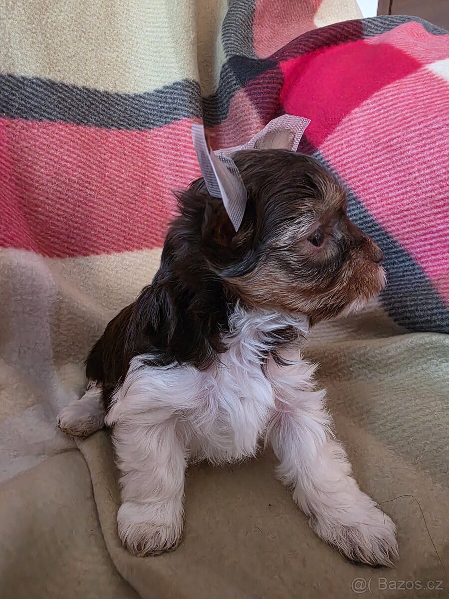 Jorkšířský teriér s PP biro - 6