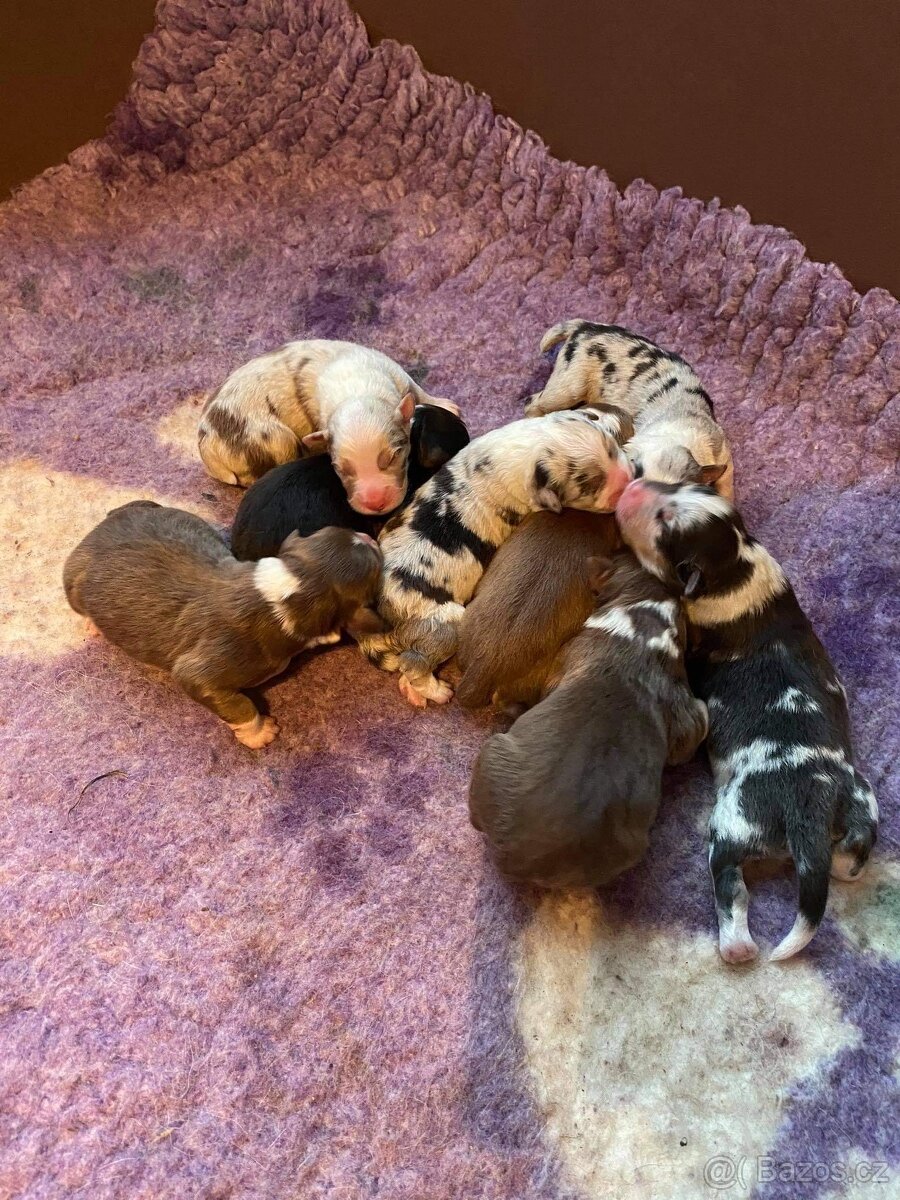 KRYTÍ CHOVNÝM PSEM - AUSTRALSKÝ OVČÁK S PP - 6