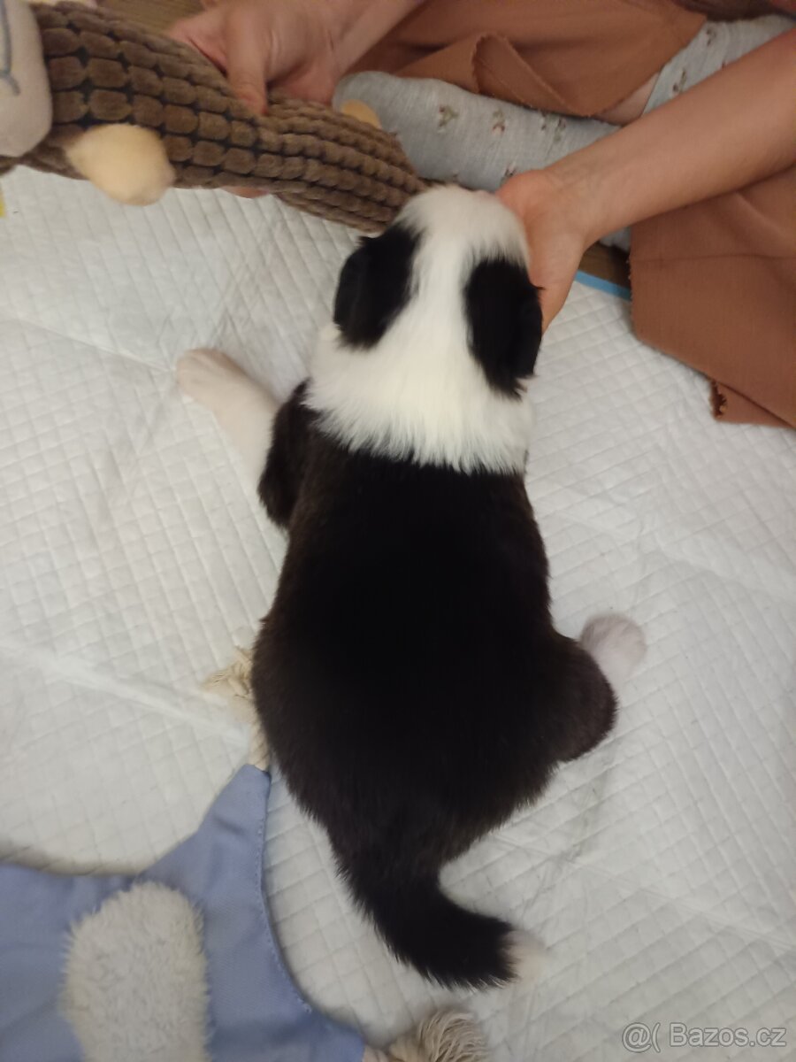 Border Kolie bez PP - 6