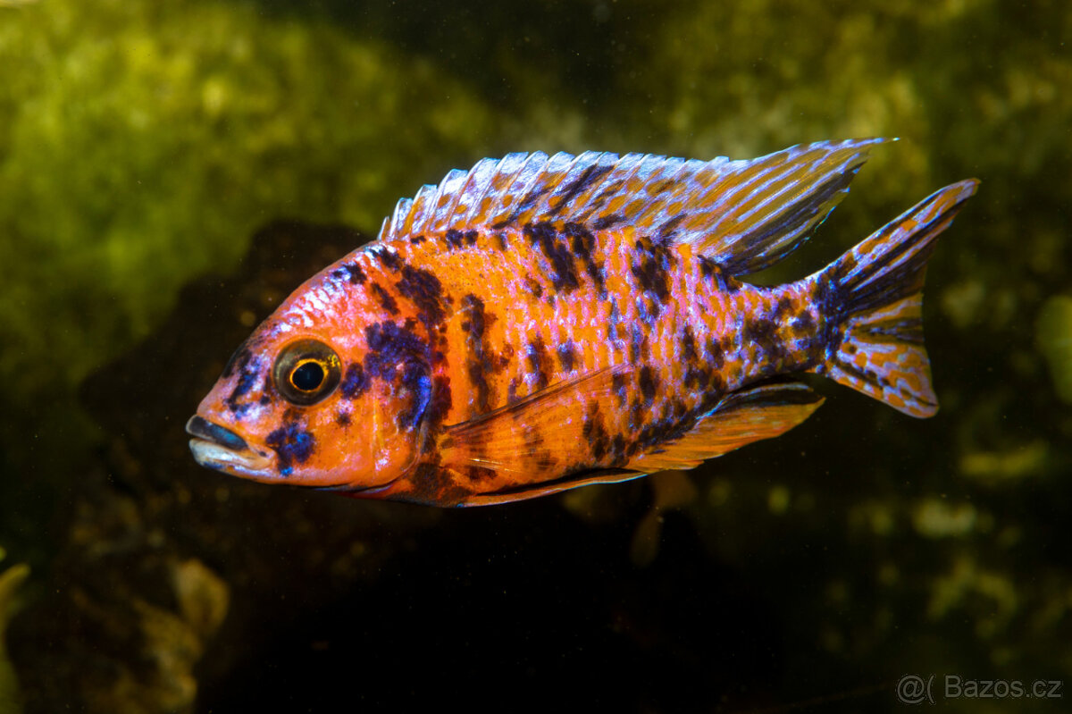 Tlamovci, Malawi - 6