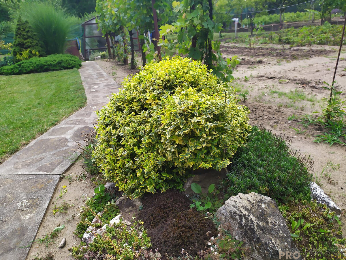 Prodej zahrady 585 m2, Hodonín - 6