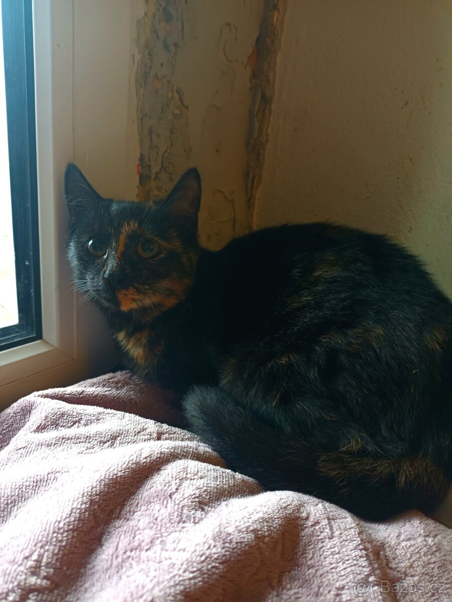 Darujeme koťátka - 6