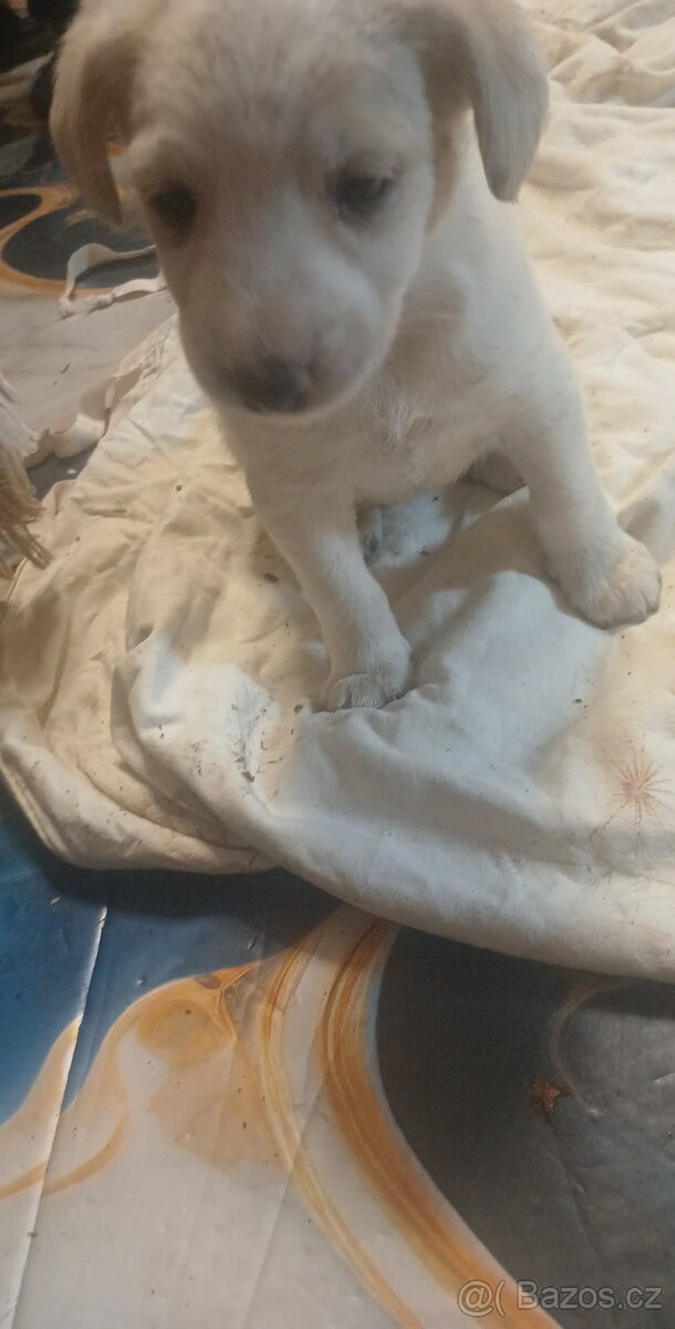 Štěňata - 6