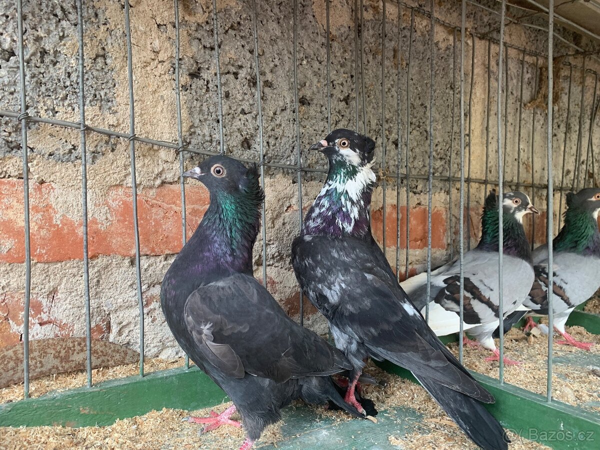 Srbsky vysokoletec - 6