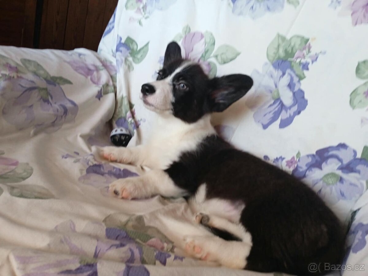 Welsh Corgi - 6