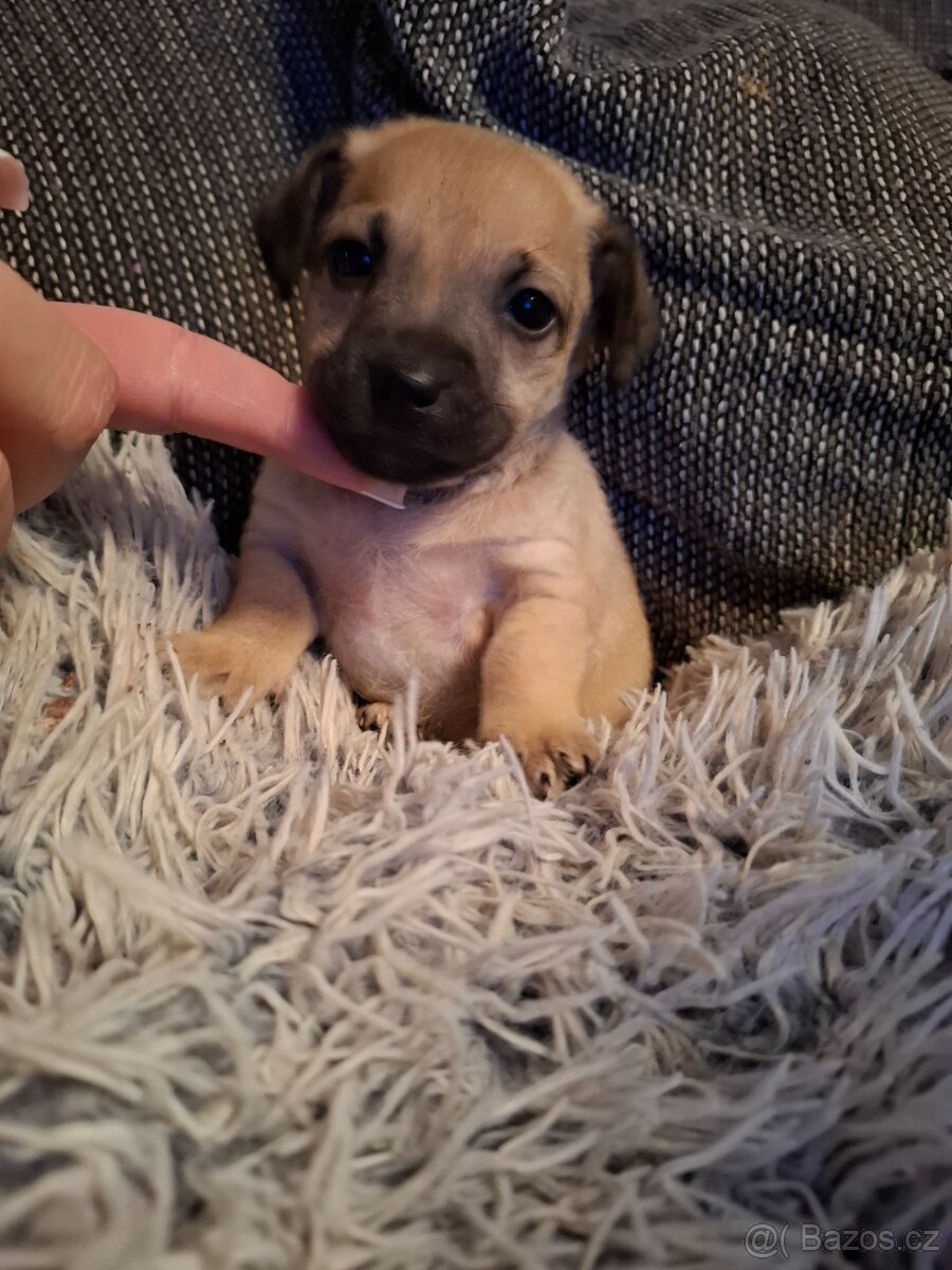 Čivava X Pražský Krysařík - 6