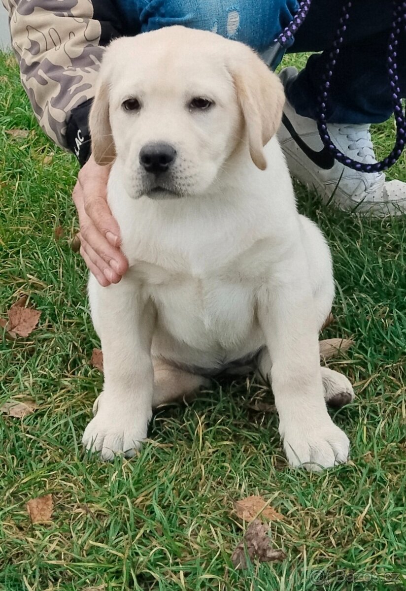 Labradorský retrívr - 6