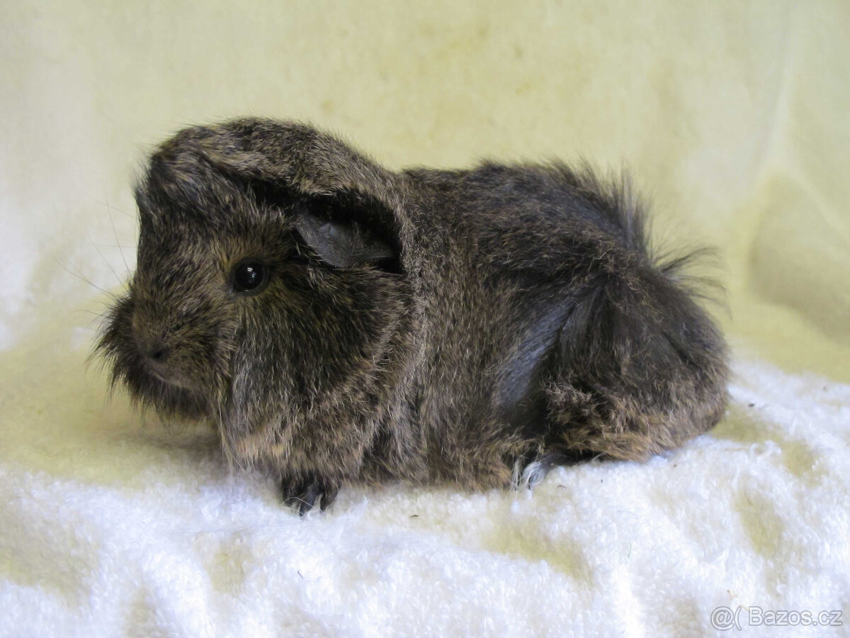 Morče peruánec - 6