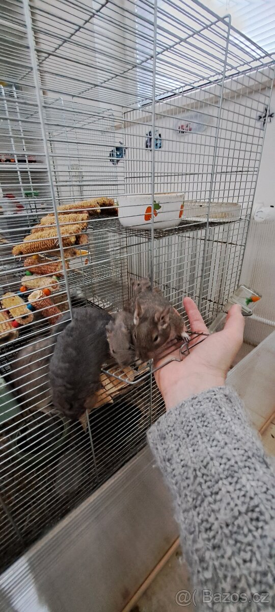Osmaky degu - 6