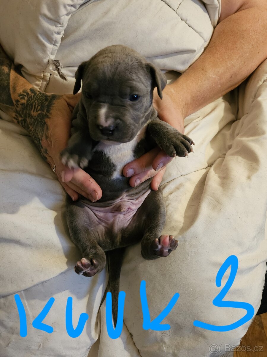 Štěňátka Pitbulla prodám - 6