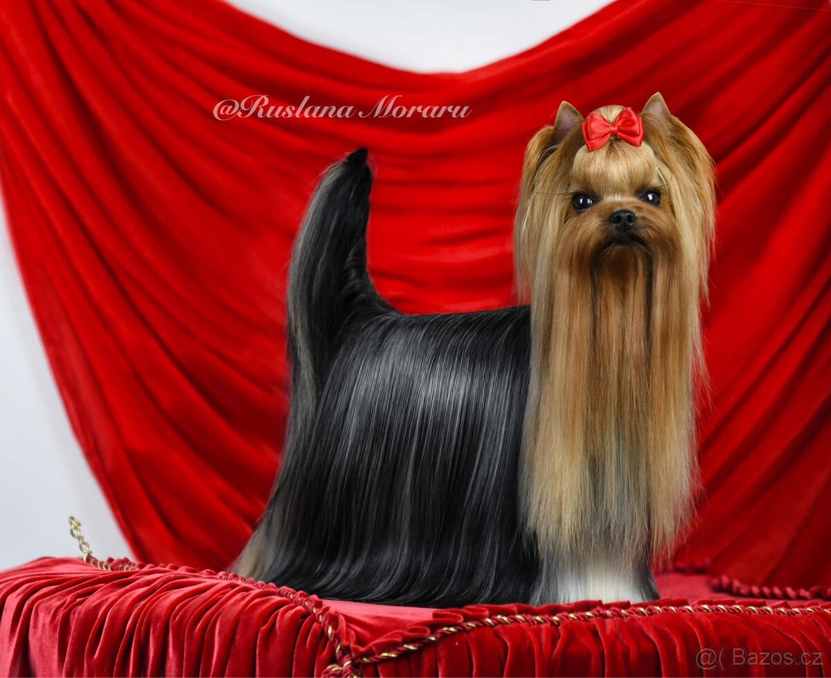 Jorkšírsky teriér s PP FCI, fenečka - 6