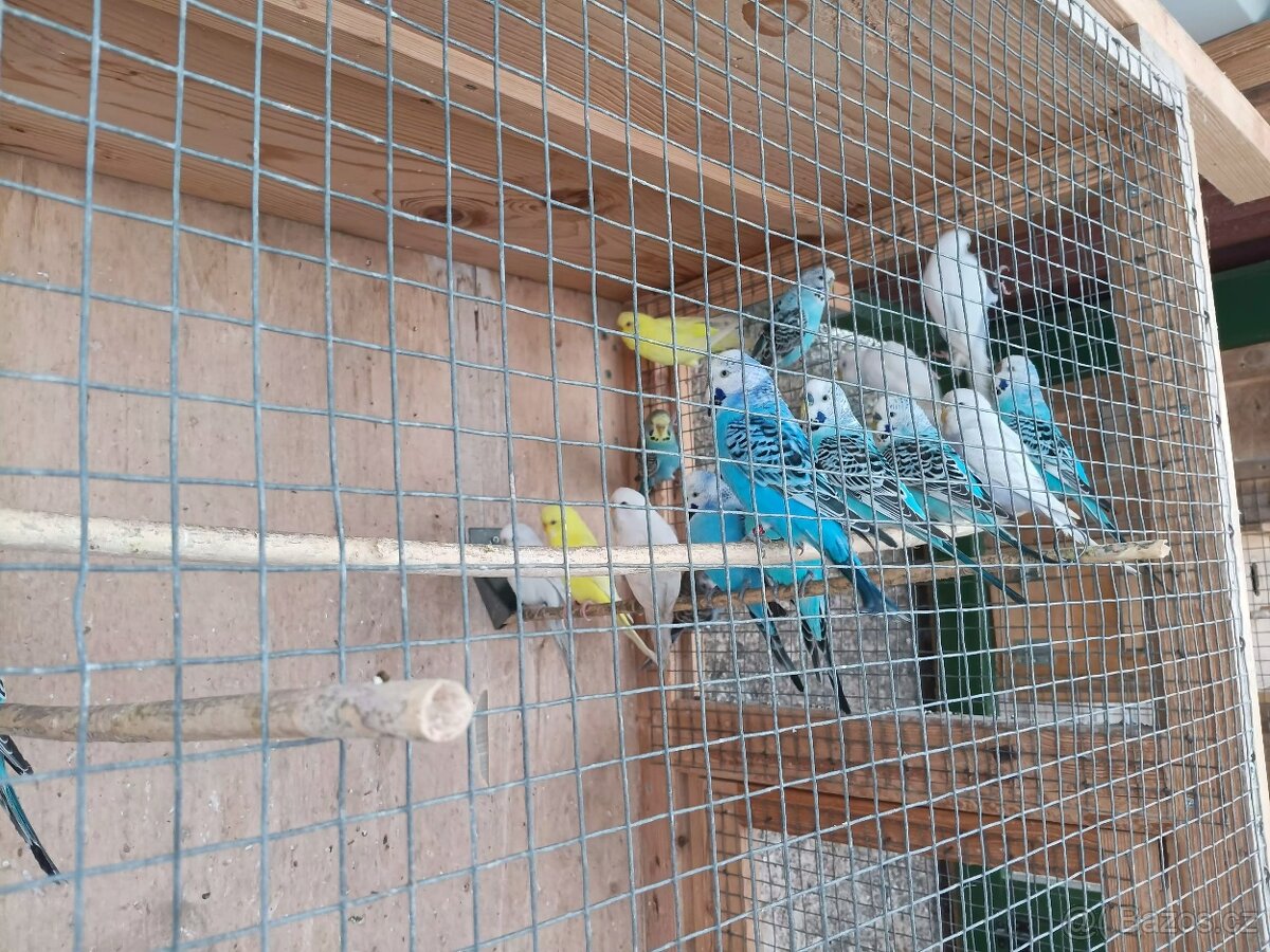 Andulky rok 2025 - okroužkované - 6