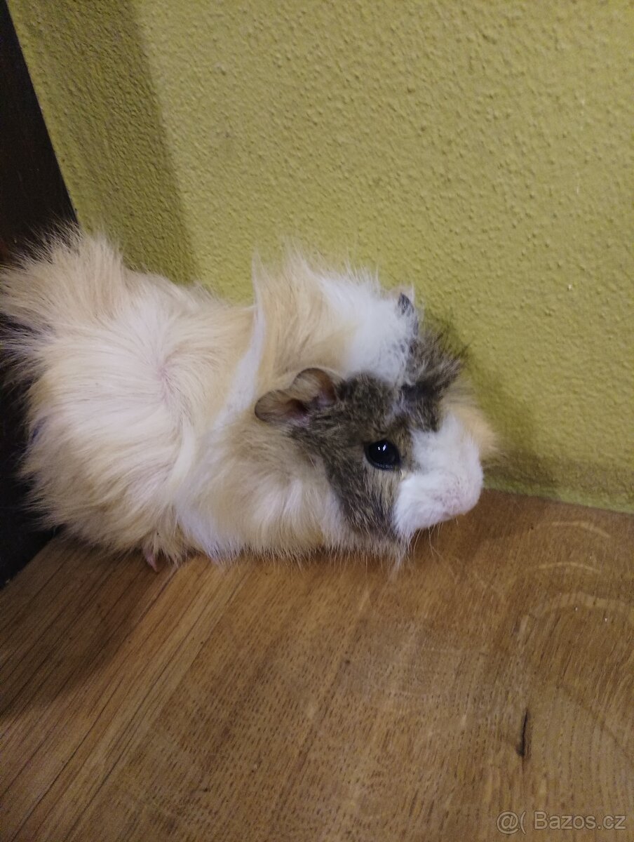 Morčata, morče- samečci - 6