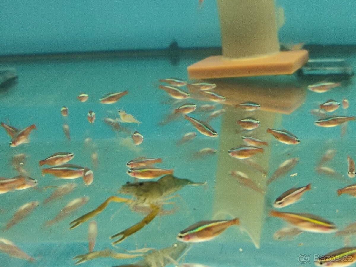 Akvarijní ryby neonka ancistrus sumecek - 6