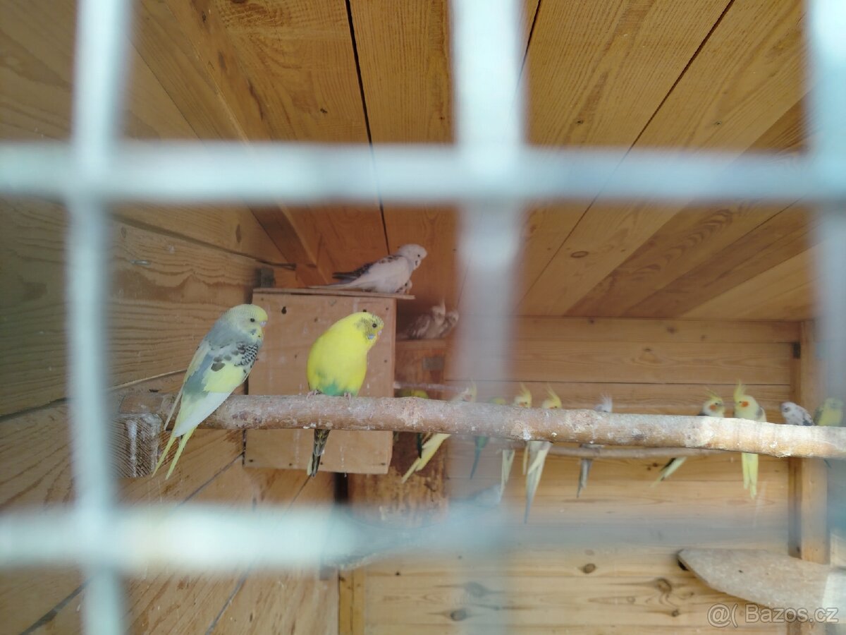 Andulka Vlnkovaná - 6