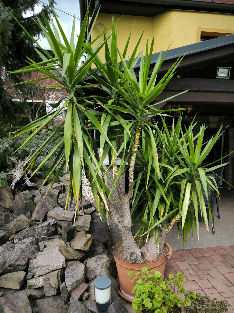 Juka pokojová, stáří 26 let, původ Kanárské ostrovy - 6