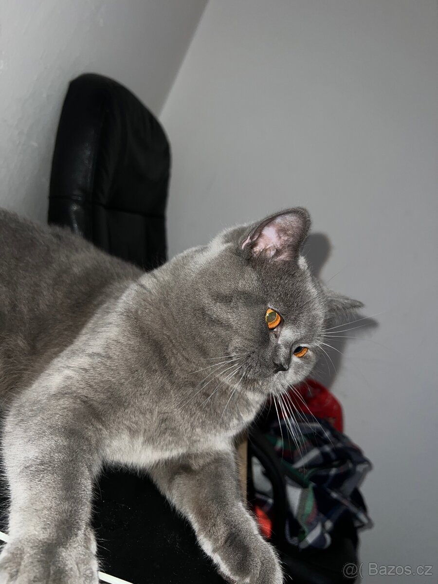 Krytí britský kocour - 6