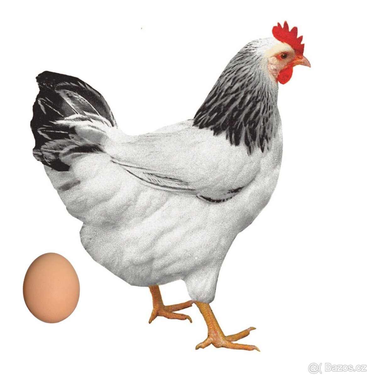 Prodej kuřic 13 týdnů - 6