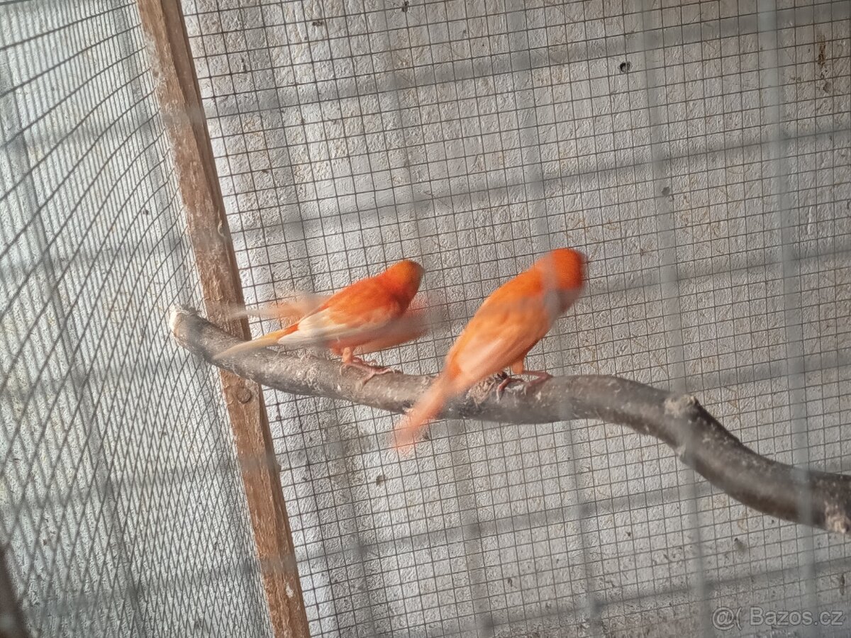 Prodám kanárky - 6