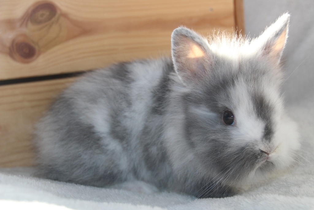 Vánoční miminka králíčků - zakrslí lvíčci, teddy - 6