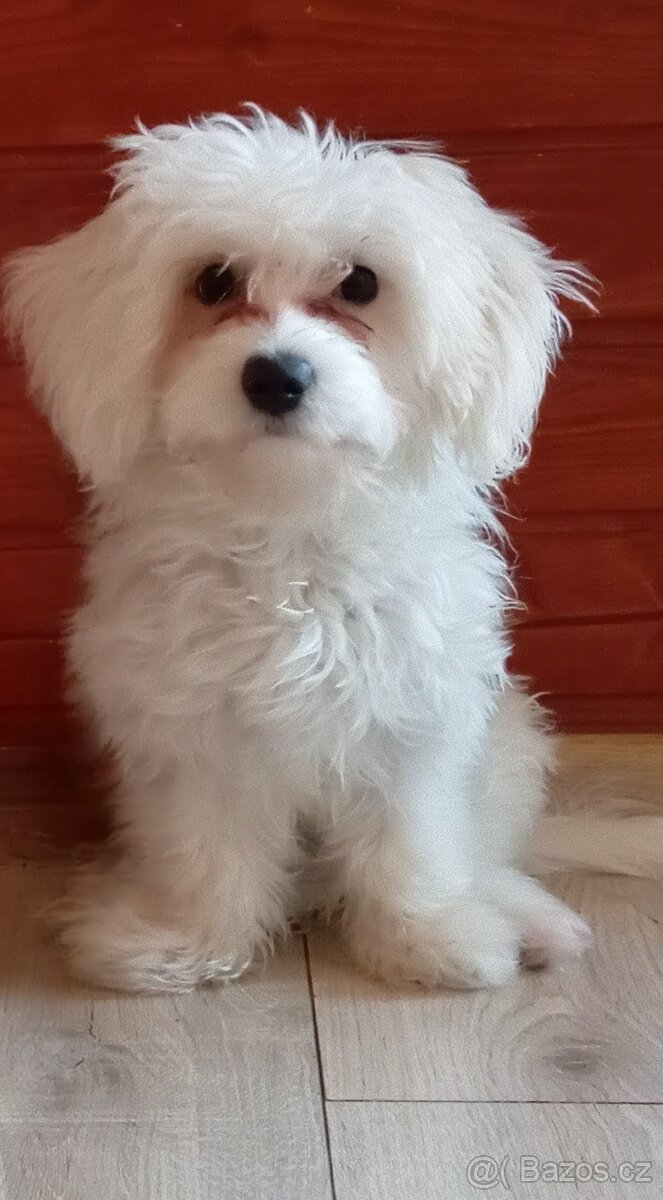 Maltézský psík/maltézáček (bez PP) - 6